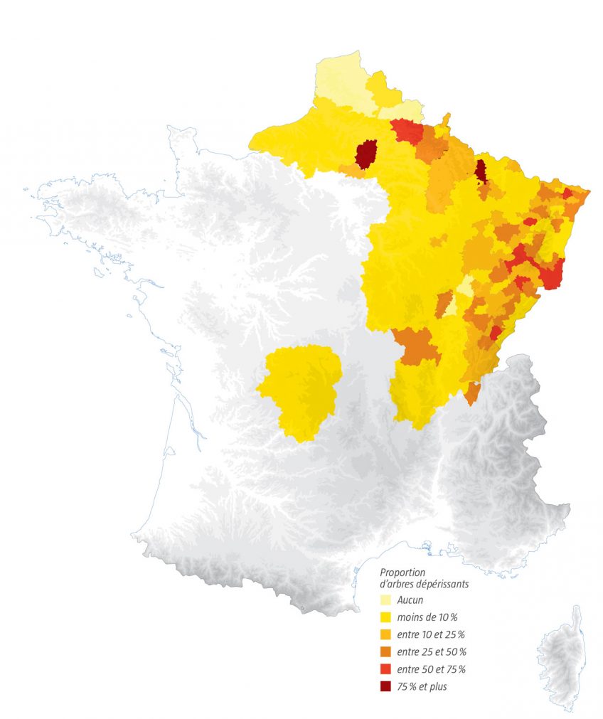 Les étés trop chauds détruisent la forêt en Suisse et en France