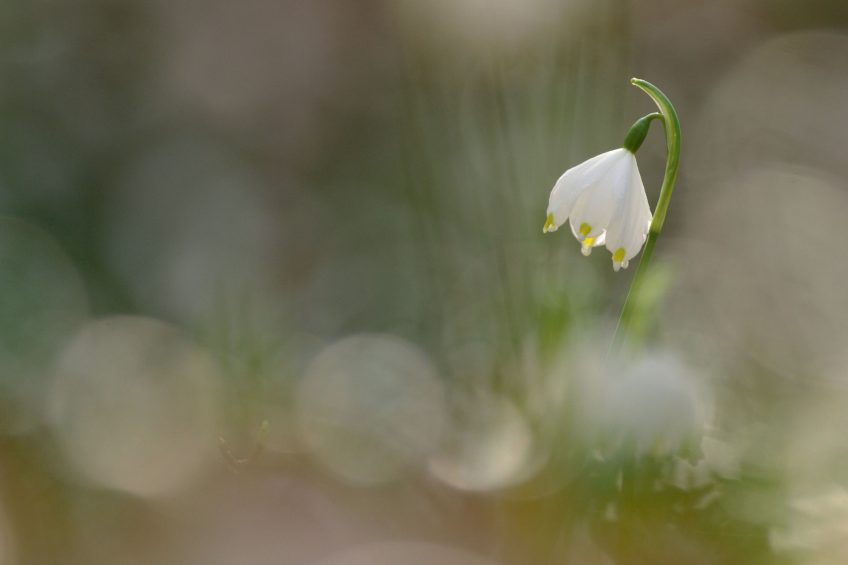 La nivéole du printemps et d'autres fleurs photographiée par Muriel Schüpbach