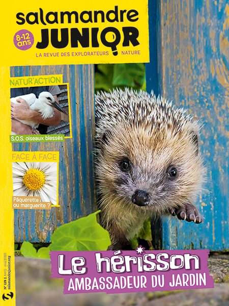 hérisson