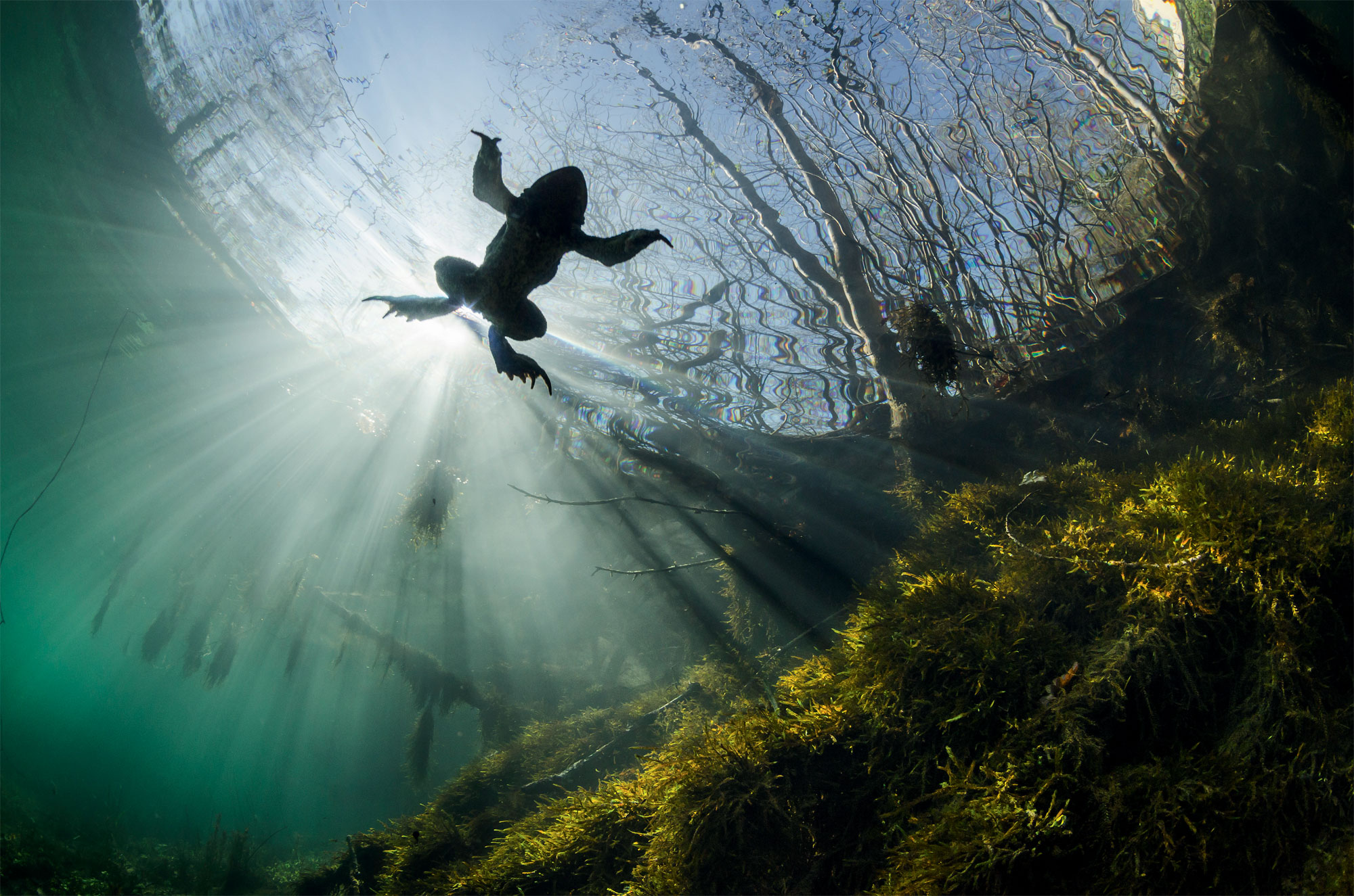 Plongeon en photo avec les tritons, les dragons de la mare
