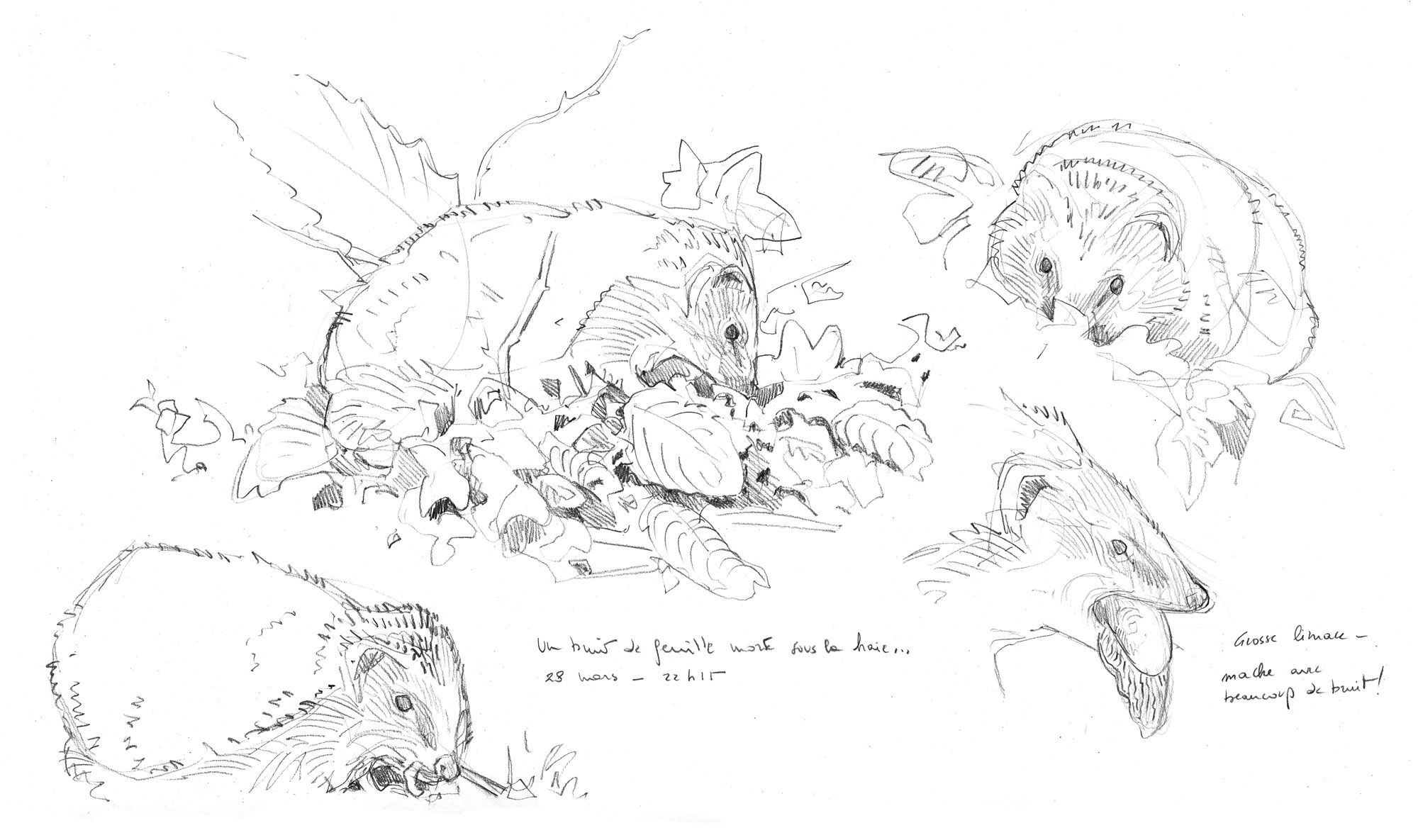 Une année avec des hérissons au jardin, un feuilleton en dessin
