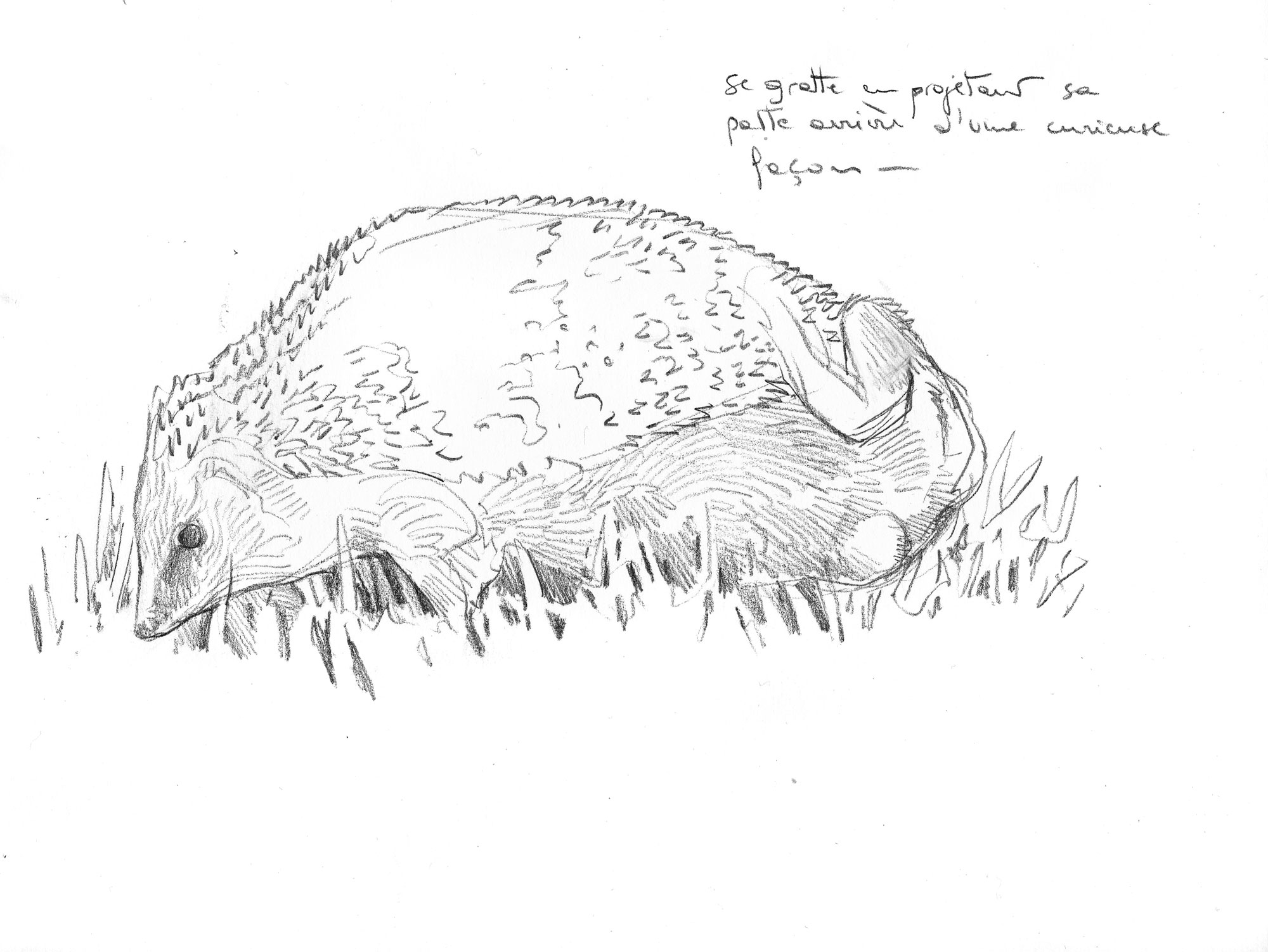 Une année avec des hérissons au jardin, un feuilleton en dessin