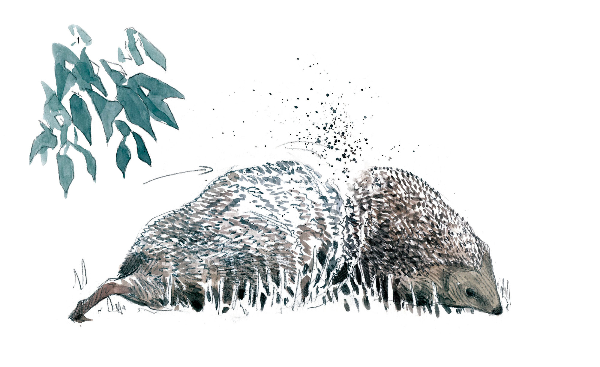 Une année avec des hérissons au jardin, un feuilleton en dessin