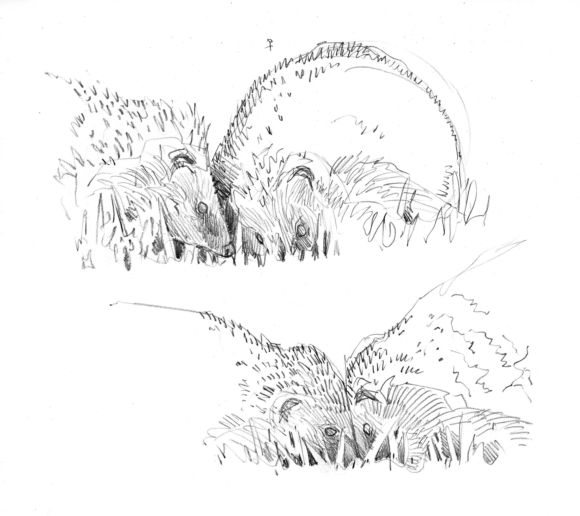 Une année avec des hérissons au jardin, un feuilleton en dessin