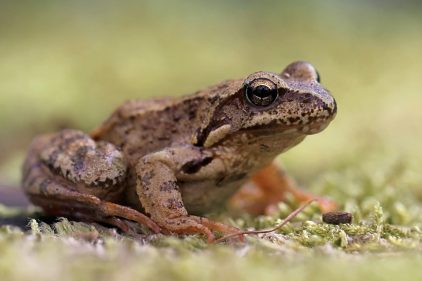 Bande-son des grenouilles de nos régions par Boris Jollivet - La Salamandre