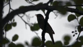 Quel est cet oiseau ? Impossible à dire à l’œil. L’analyse de son chant donne la réponse : un rossignol progné, cousin oriental du philomèle.