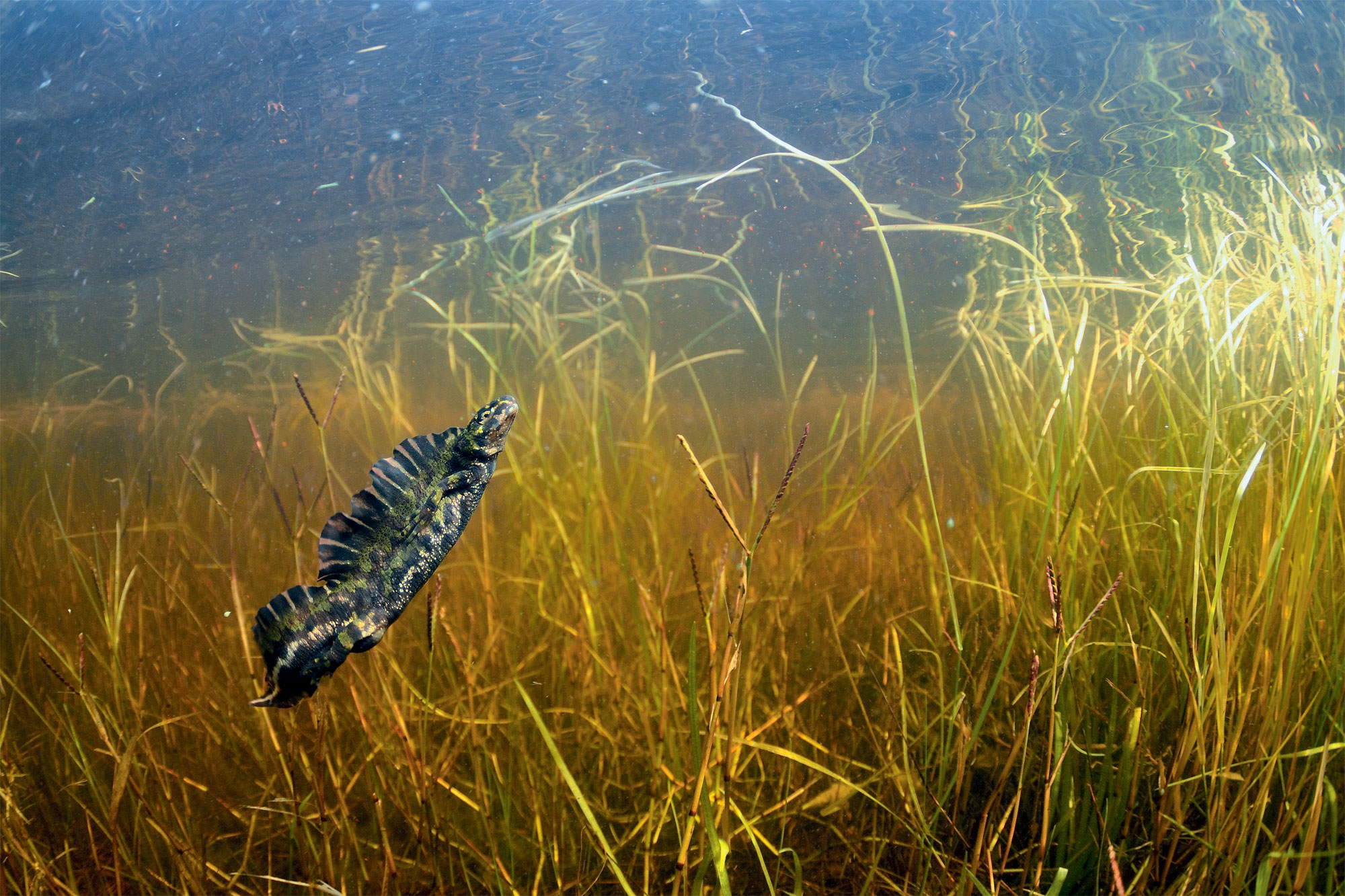 Plongeon en photo avec les tritons, les dragons de la mare