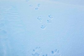 Traces de lièvre variable sur la neige givrée / © Olivier Born