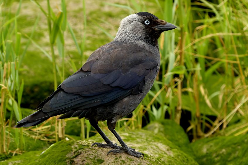 Quelle Differences Entre Choucas Des Tours Et Corneille Noire La Salamandre