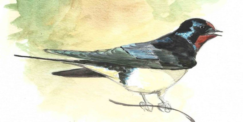 Hirondelle rustique