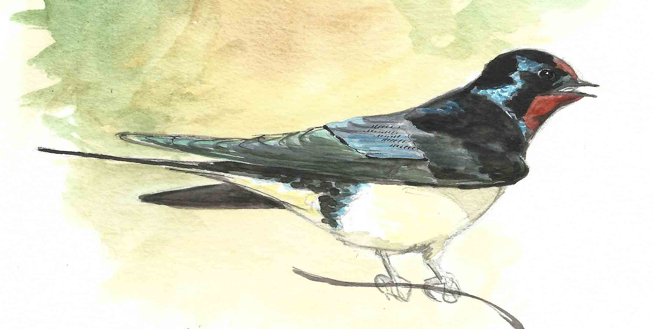 Hirondelle rustique
