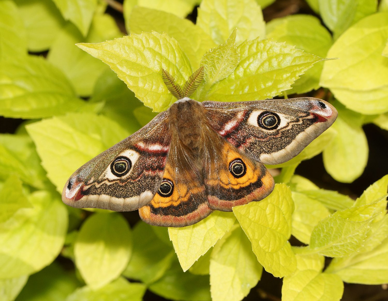 Papillons De Nuit 488 Espèces Observées Dans Un Jardin En Trois Ans