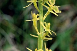 Très menacé en Europe, le liparis de loesel est une orchidée de marais et de prés tourbeux. / © Jean-Louis Le Moigne / Biosphoto