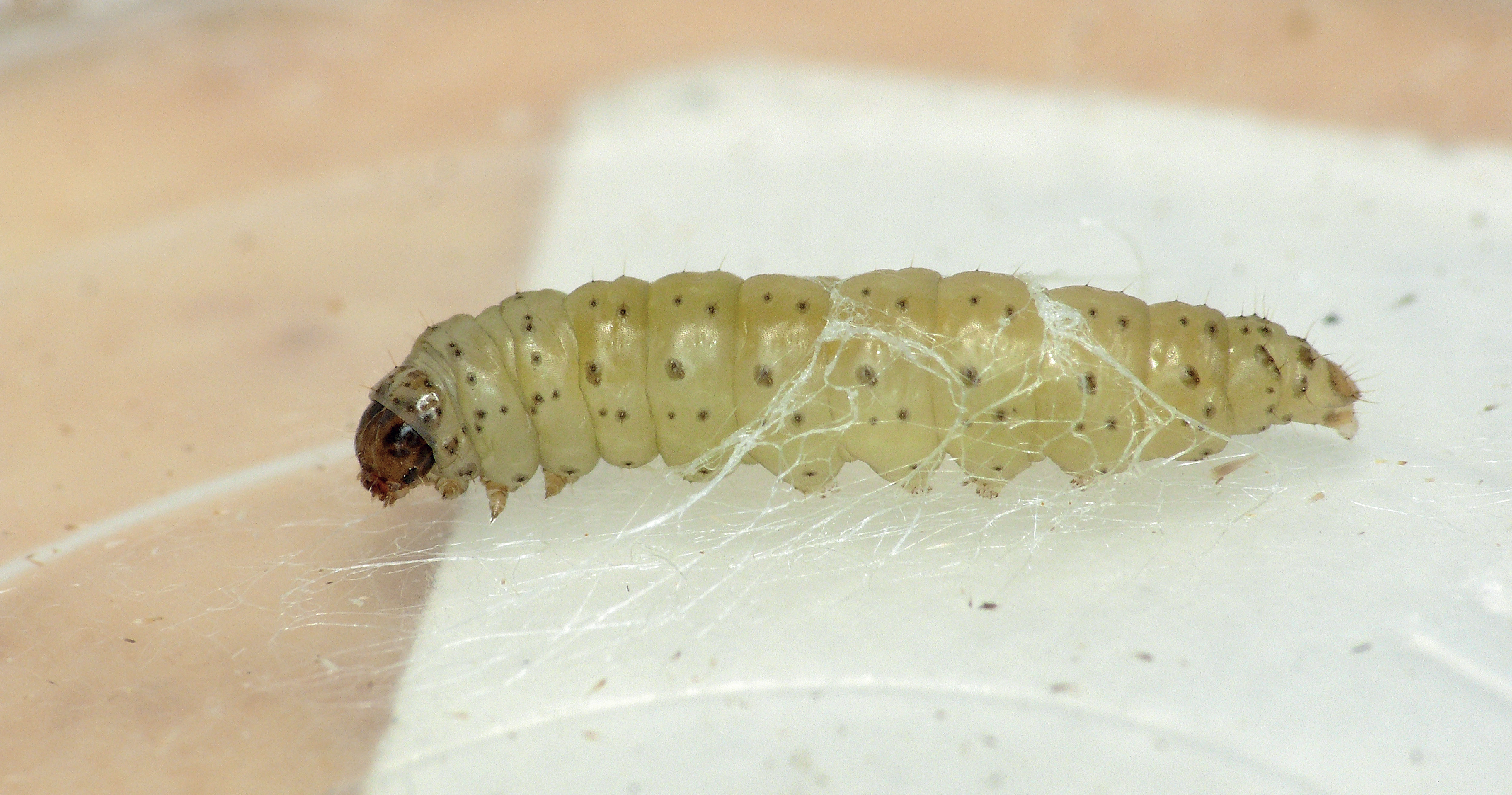 Chenille teigne du poireau (Acrolepiopsis assectella)