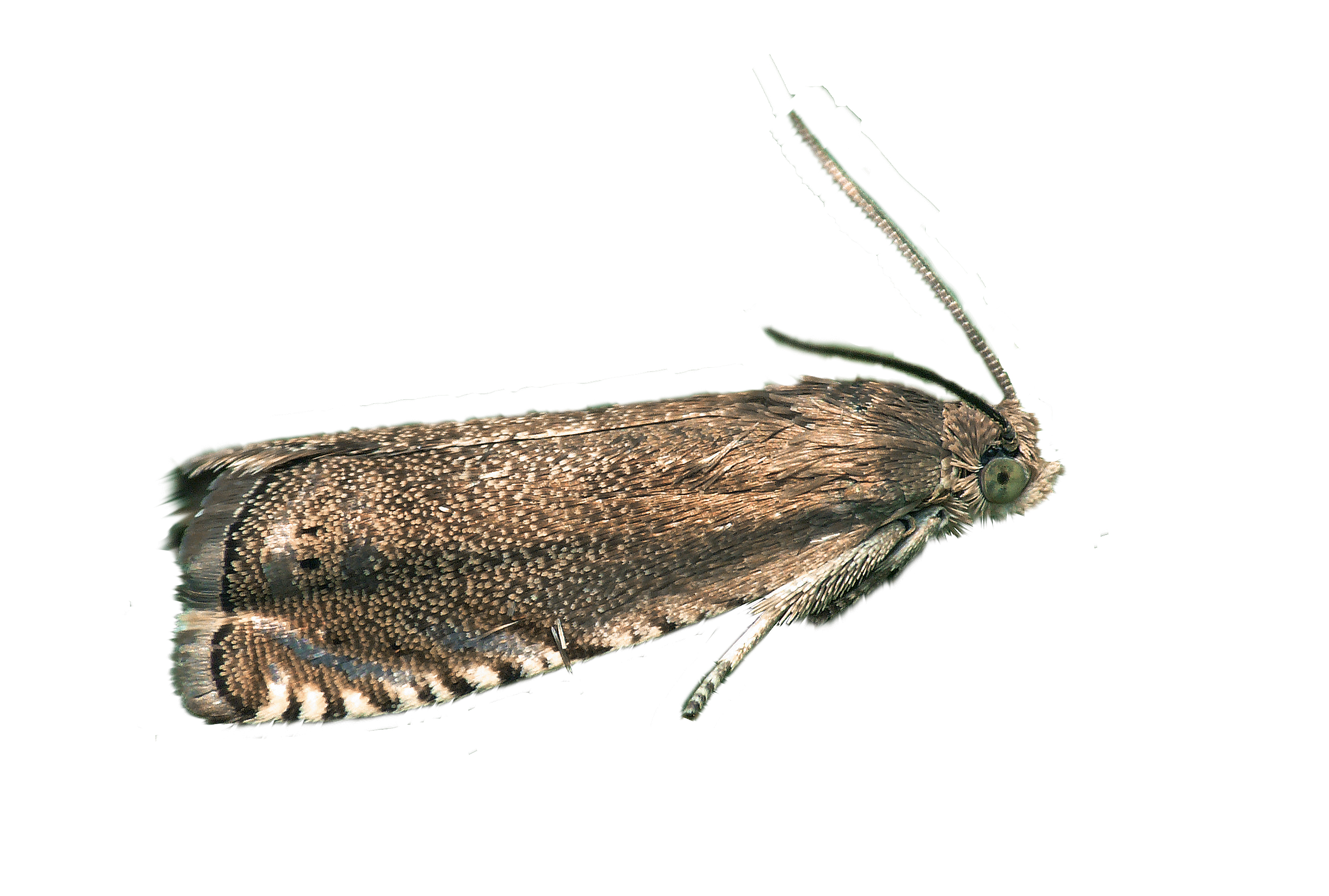Tordeuse du pois (Cydia nigricana)