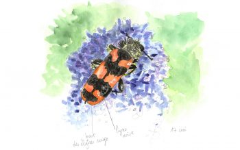 Faisons la lumière sur les clairons, coléoptères colorés - La Salamandre