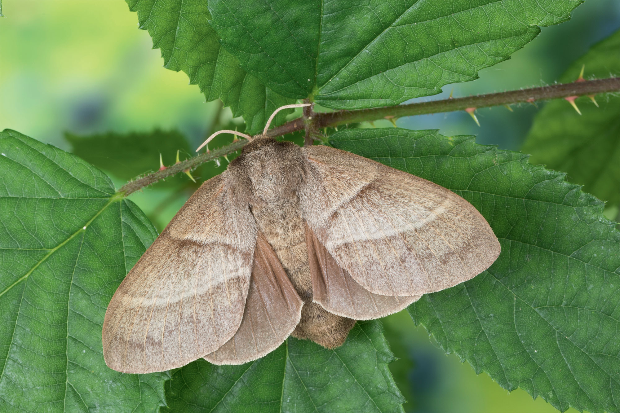 Bombyx de la ronce (Macrothylacia rubi)