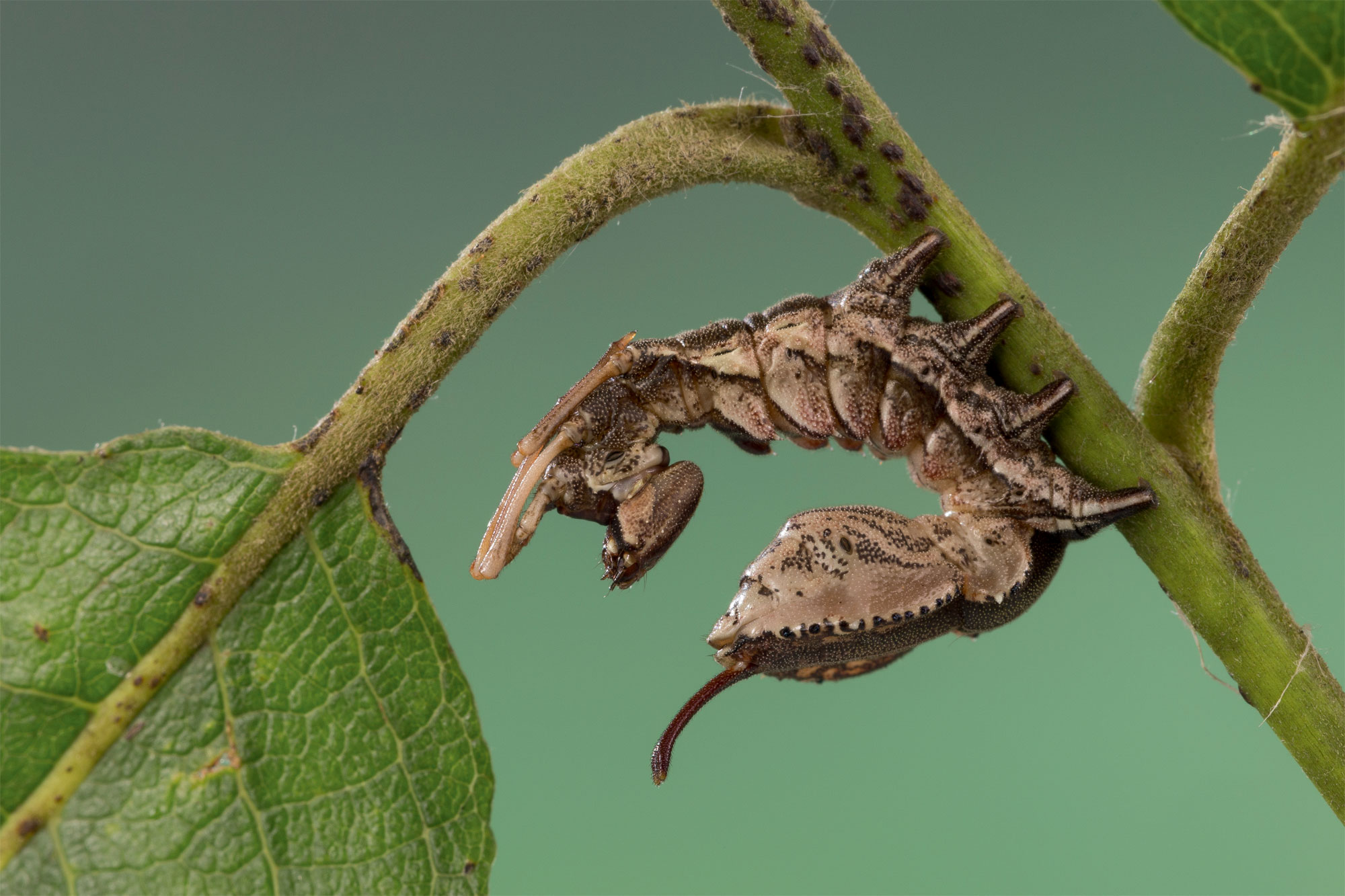 Chenille Bombyx du hêtre (Stauropus fagi)