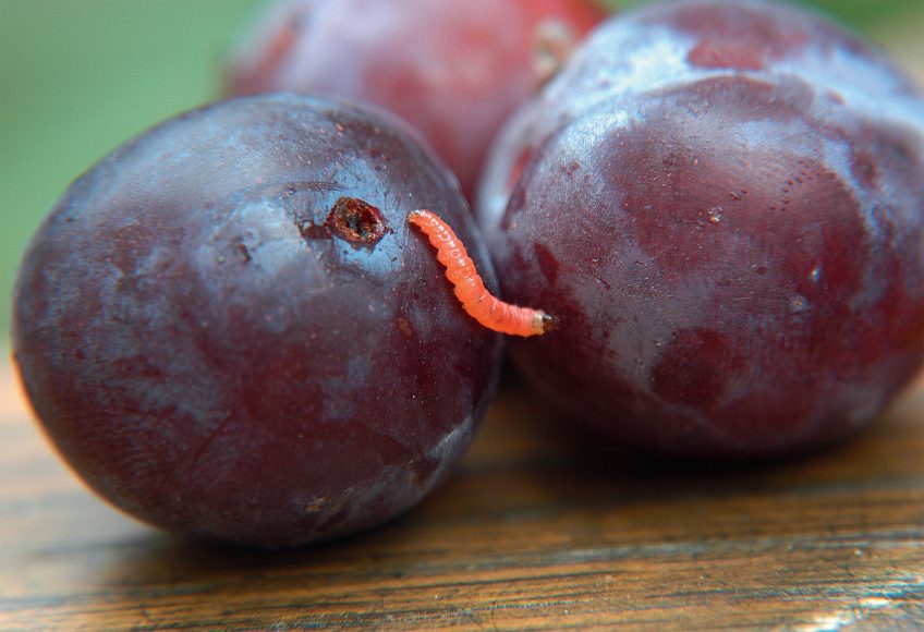 Chenille Carpocapse des prunes (Grapholita funebrana)