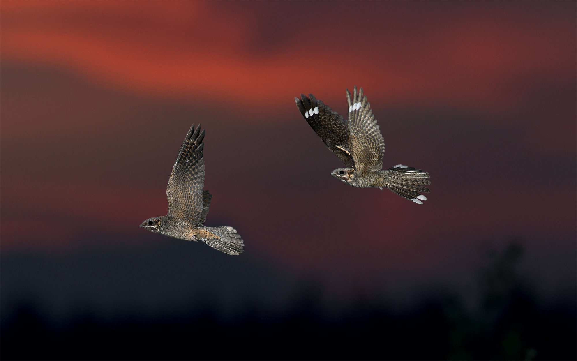 L'engoulevent, un oiseau friand de papillons de nuit