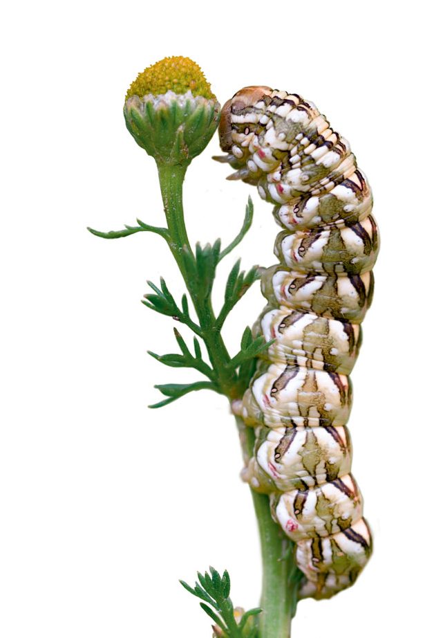 Chenille Cucullie de la camomille (Cucullia chamomillae)
