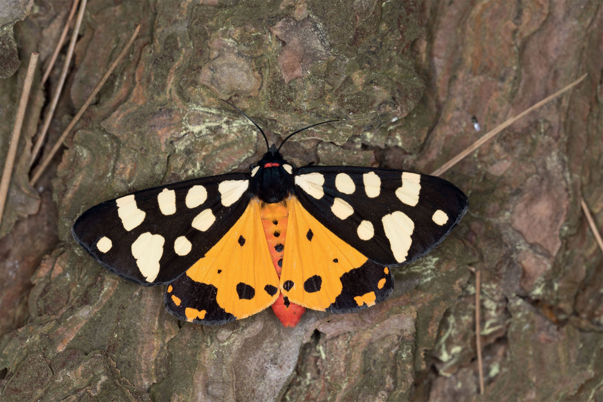 Ecaille fermière (Arctia villica)