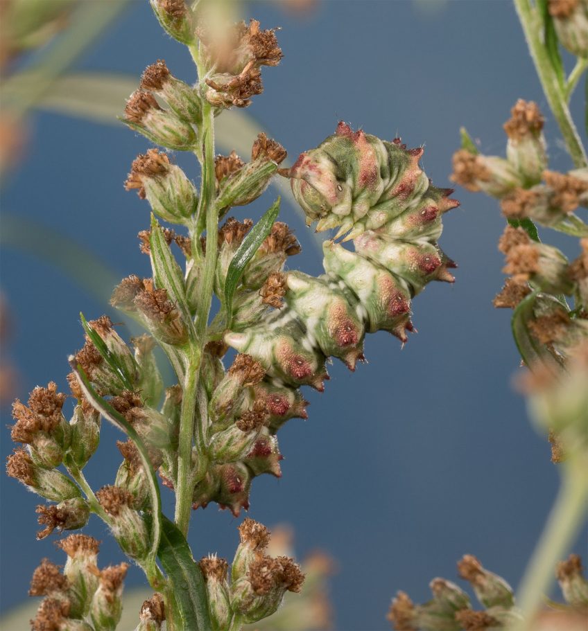 Chenille Emeraude (Thetidia smaragdaria)