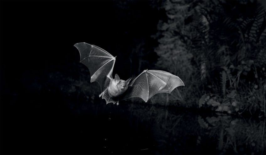 Des chauves-souris photographiées de nuit en infrarouge
