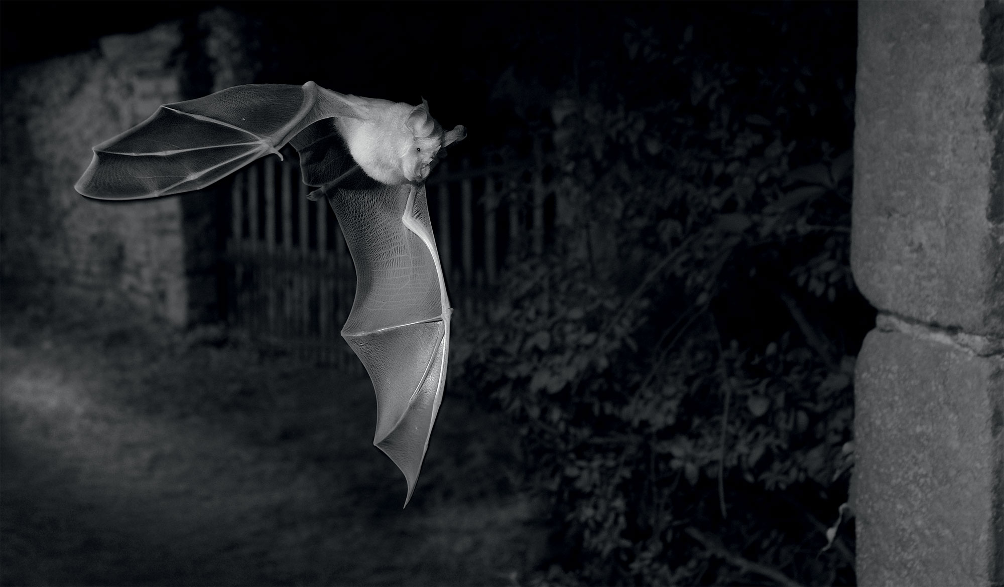 Grand rhinolophe photographié de nuit en infrarouge