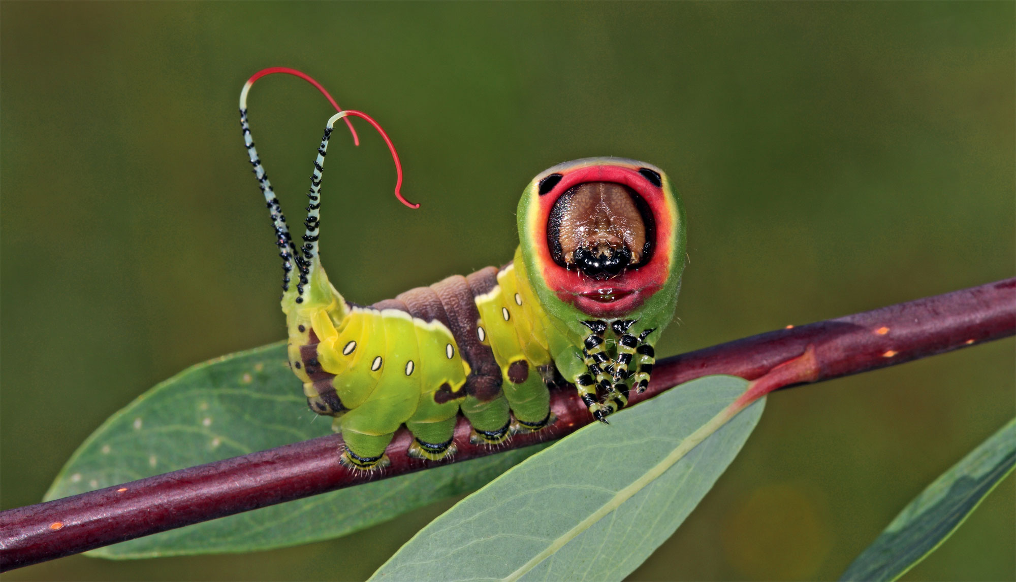 10 chenilles insolites de papillons de nuit - La Salamandre
