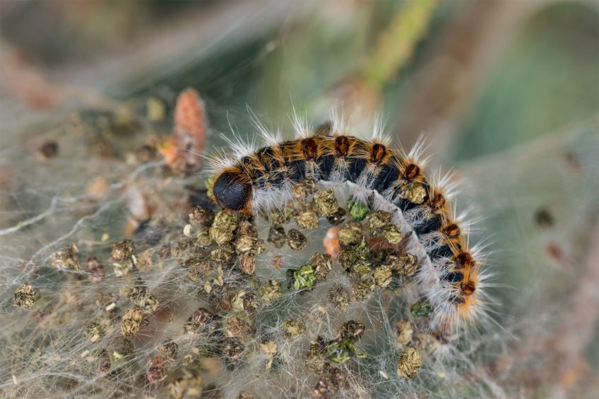 Chenille Inégale (Parascotia fuliginaria)
