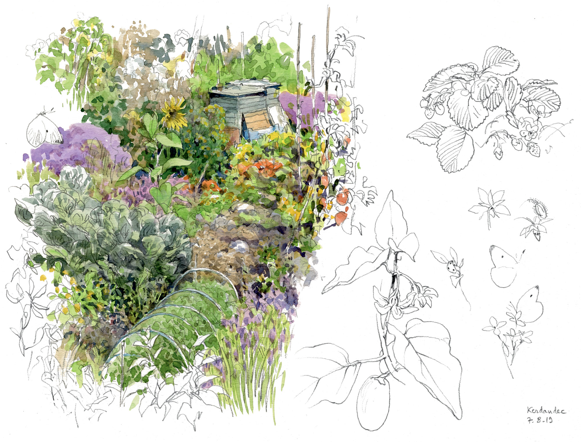 Le goût des plantes aromatiques au jardin en dessin