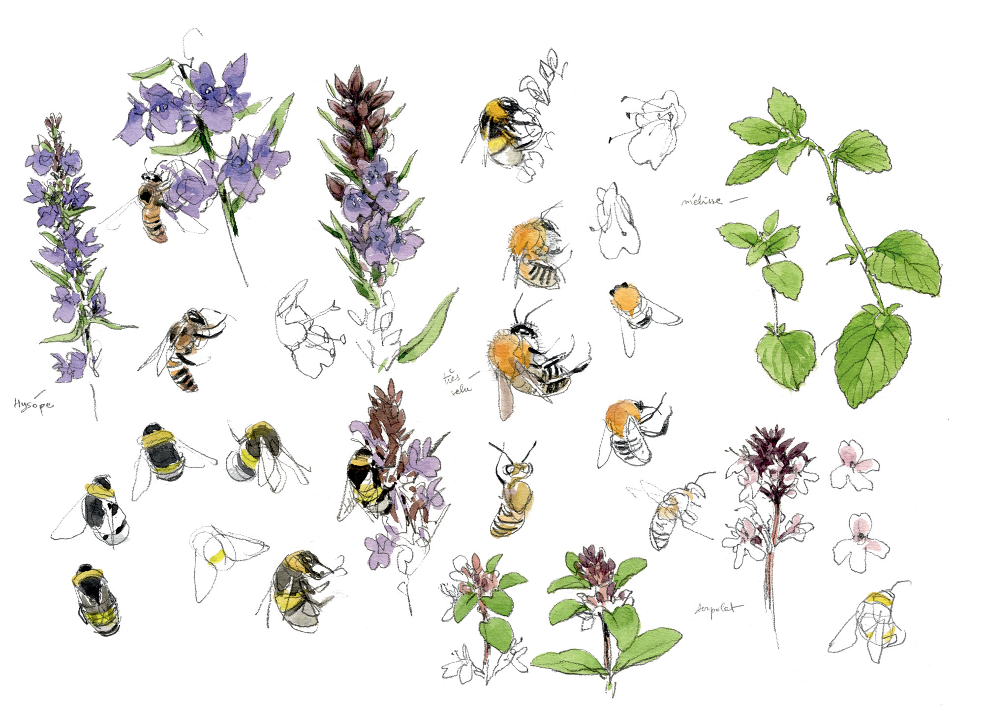 Le goût des plantes aromatiques au jardin en dessin