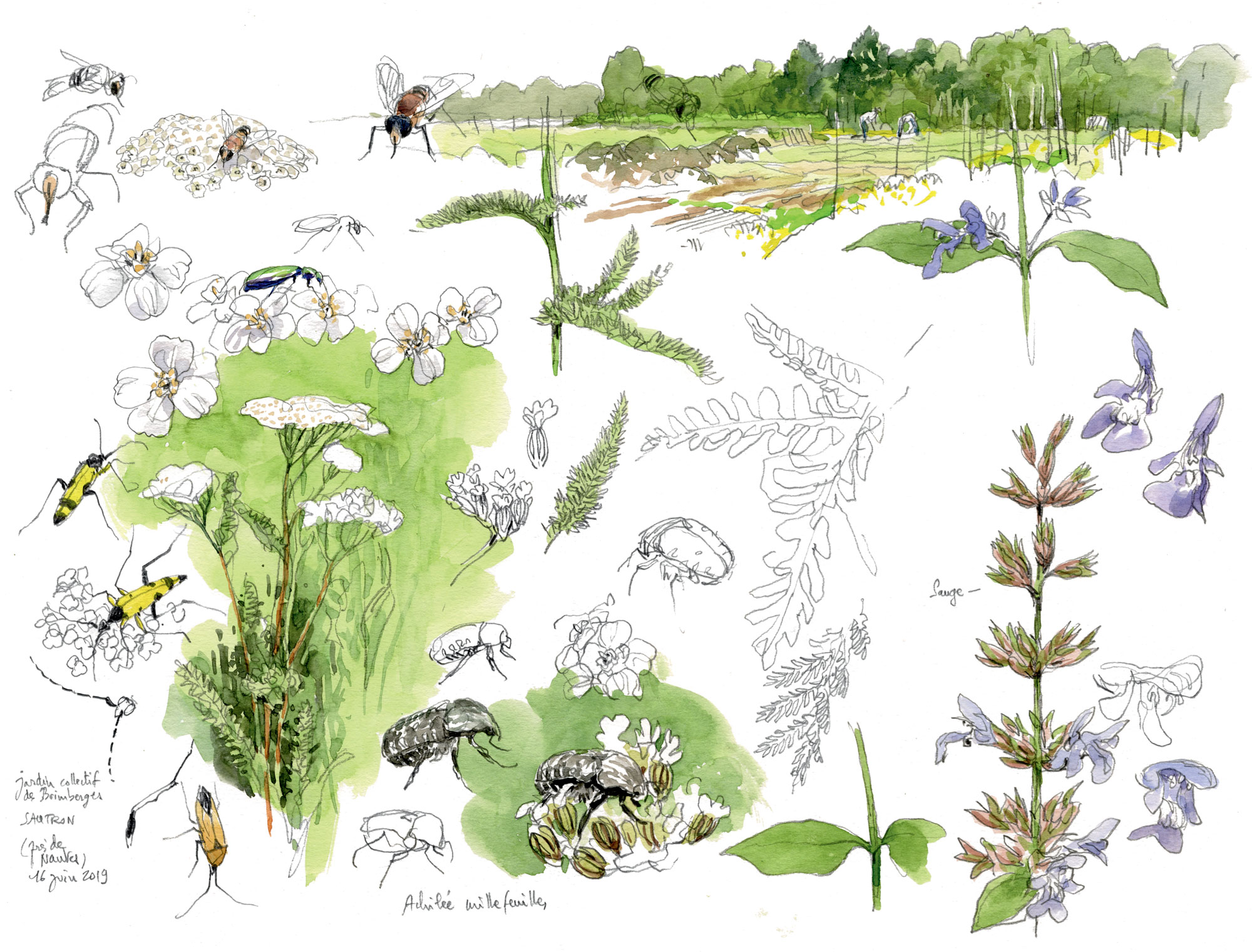 Le goût des plantes aromatiques au jardin en dessin