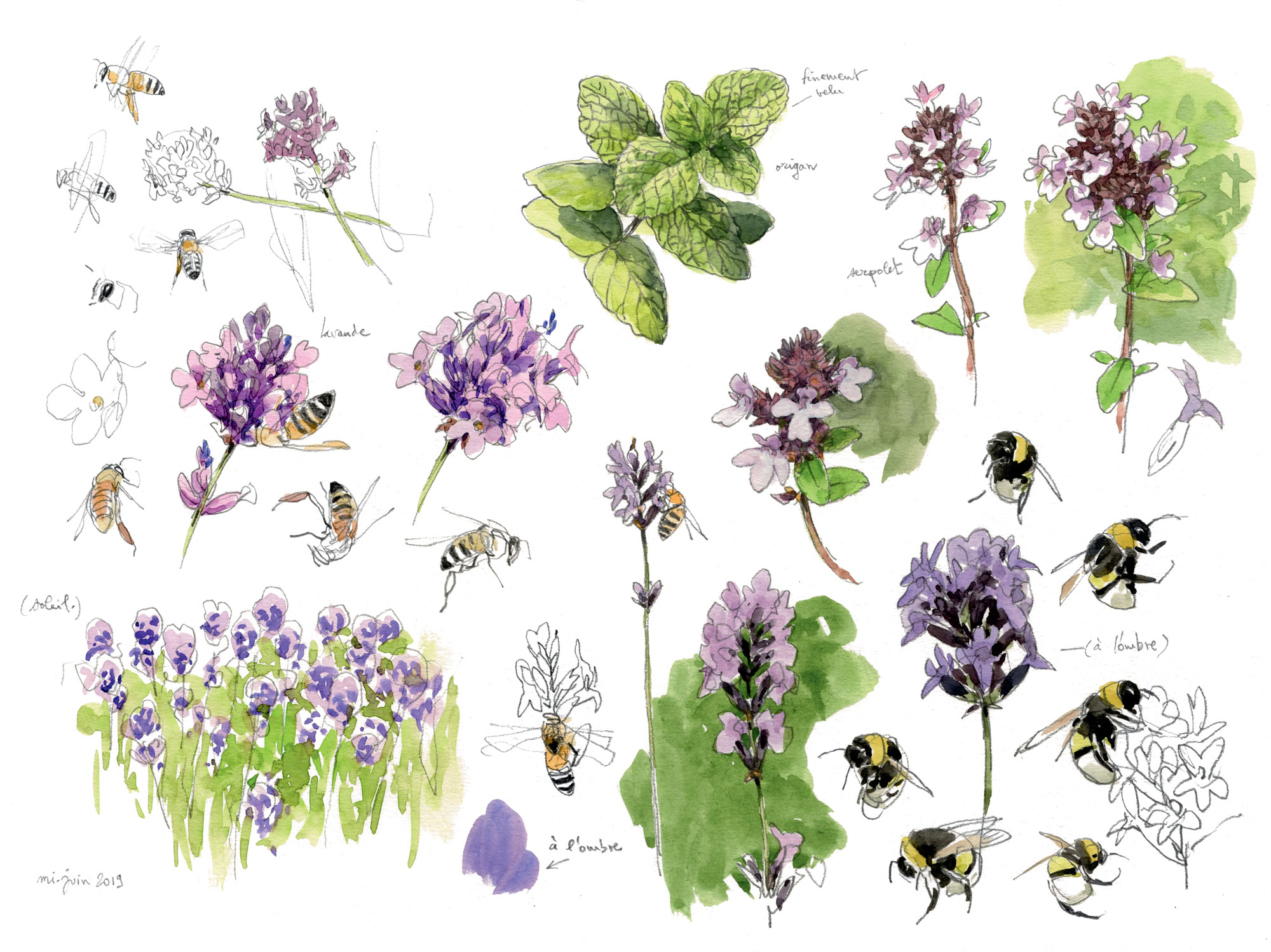 Le goût des plantes aromatiques au jardin en dessin