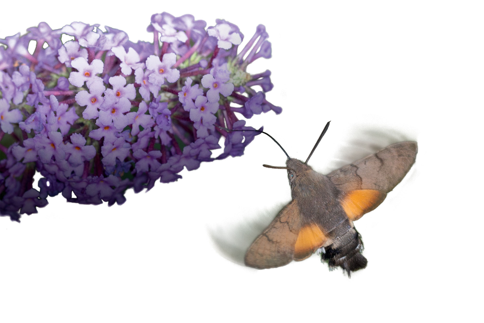 Moro-sphinx (Macroglossum stellatarum)