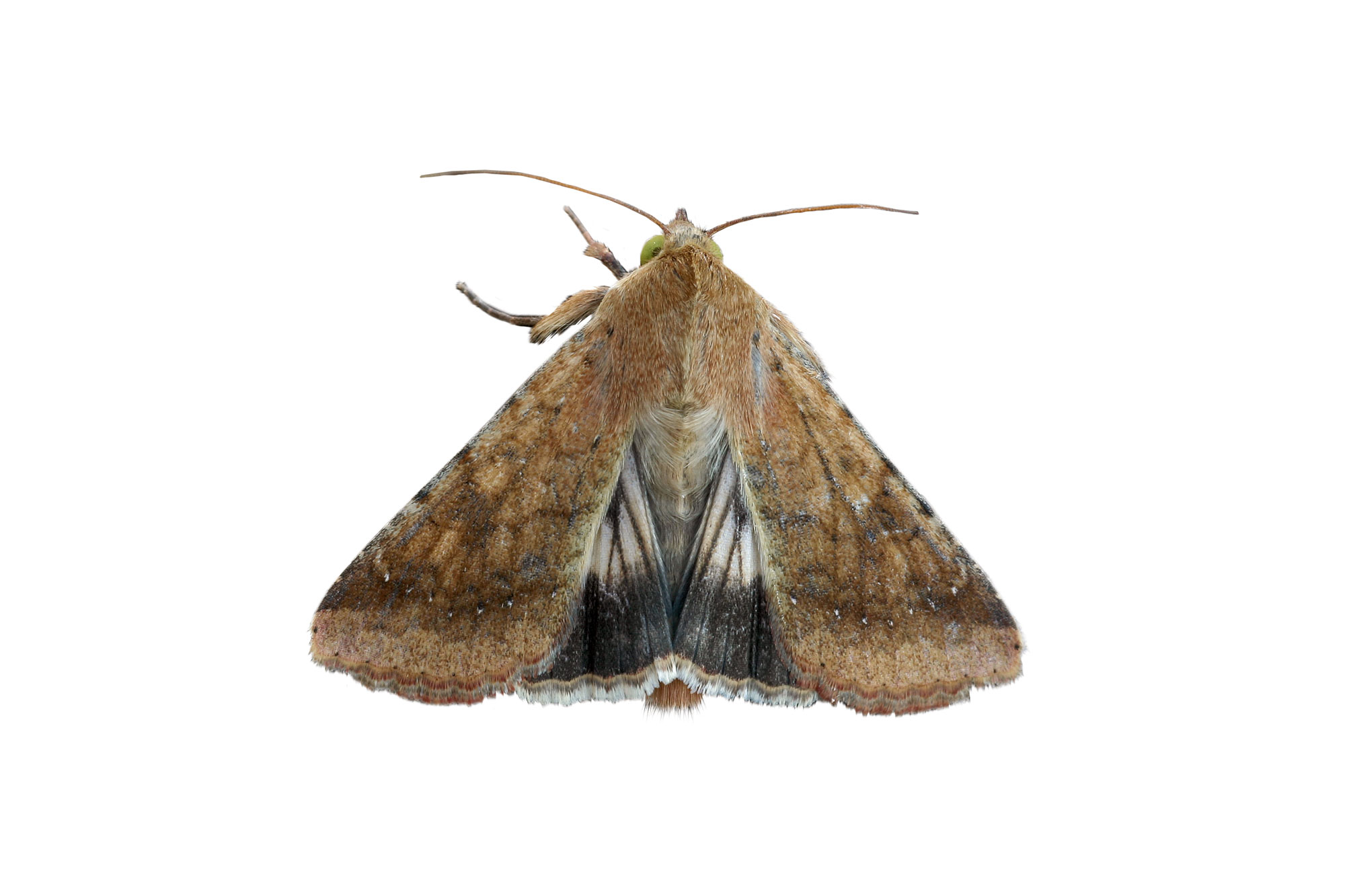 Noctuelle de la tomate (Helicoverpa armigera)
