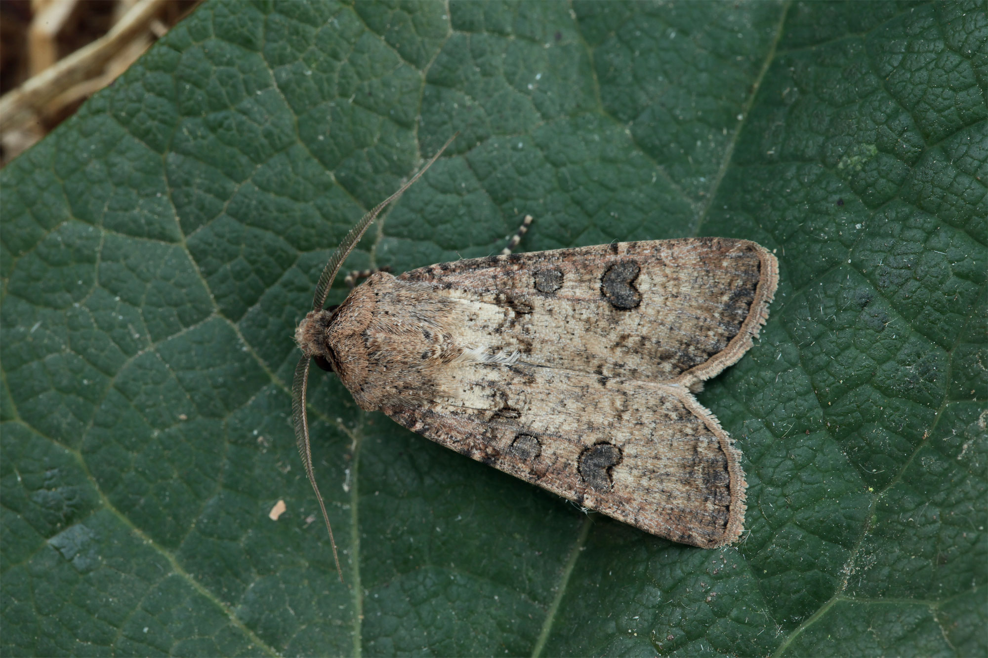 Noctuelle des moissons (Agrotis segetum)