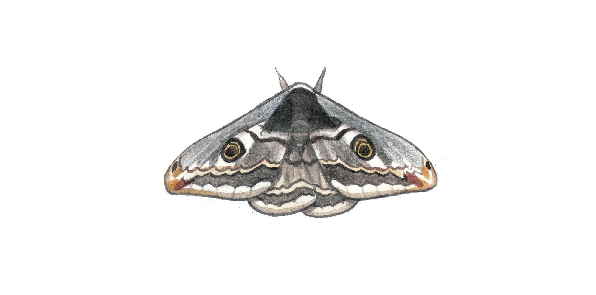 Petit paon de nuit (Saturnia pavonia)