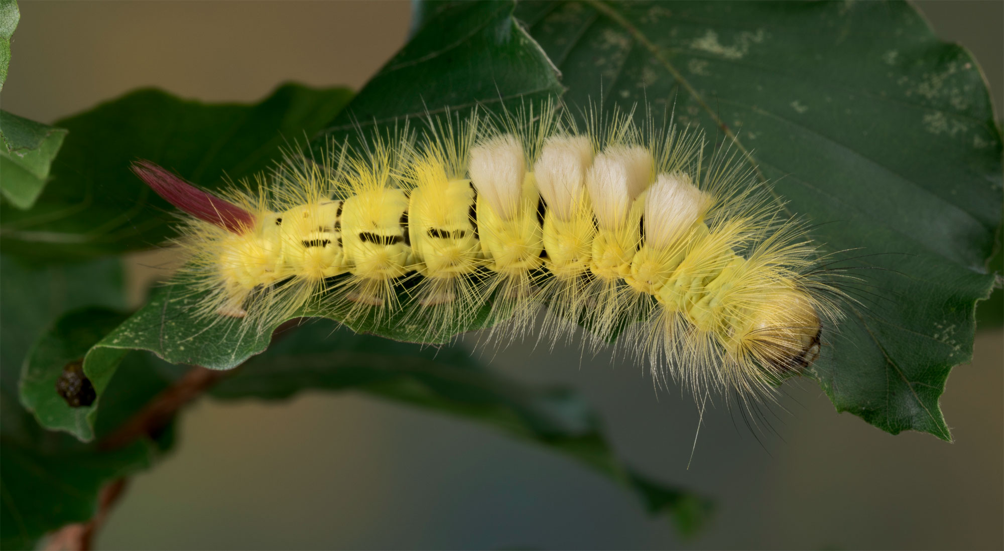 Chenille Pudibonde (Calliteara pudibunda)