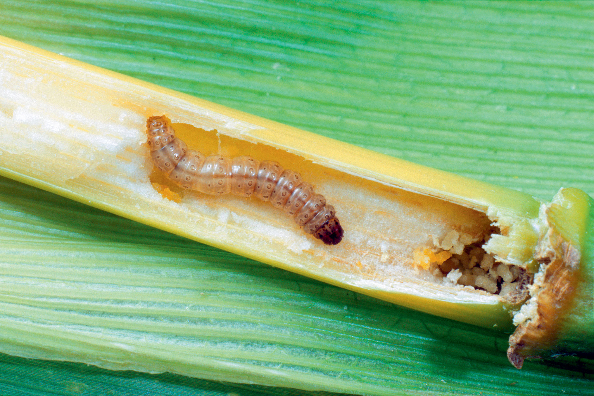Chenille Pyrale du maïs (Ostrinia nubilalis)