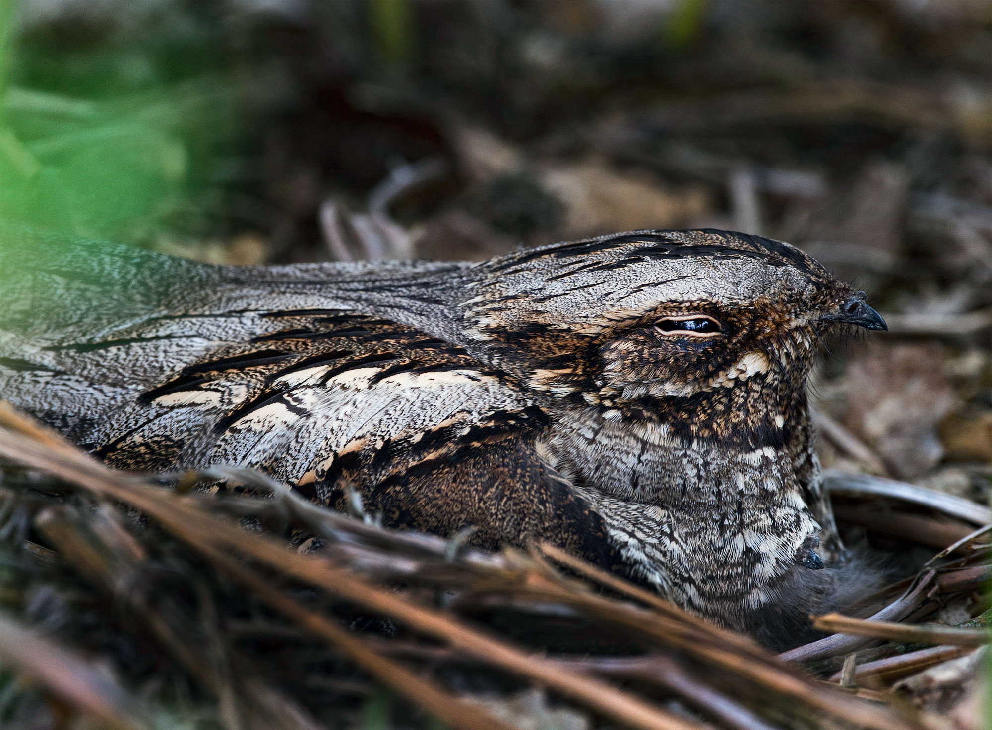 L'engoulevent, un oiseau friand de papillons de nuit