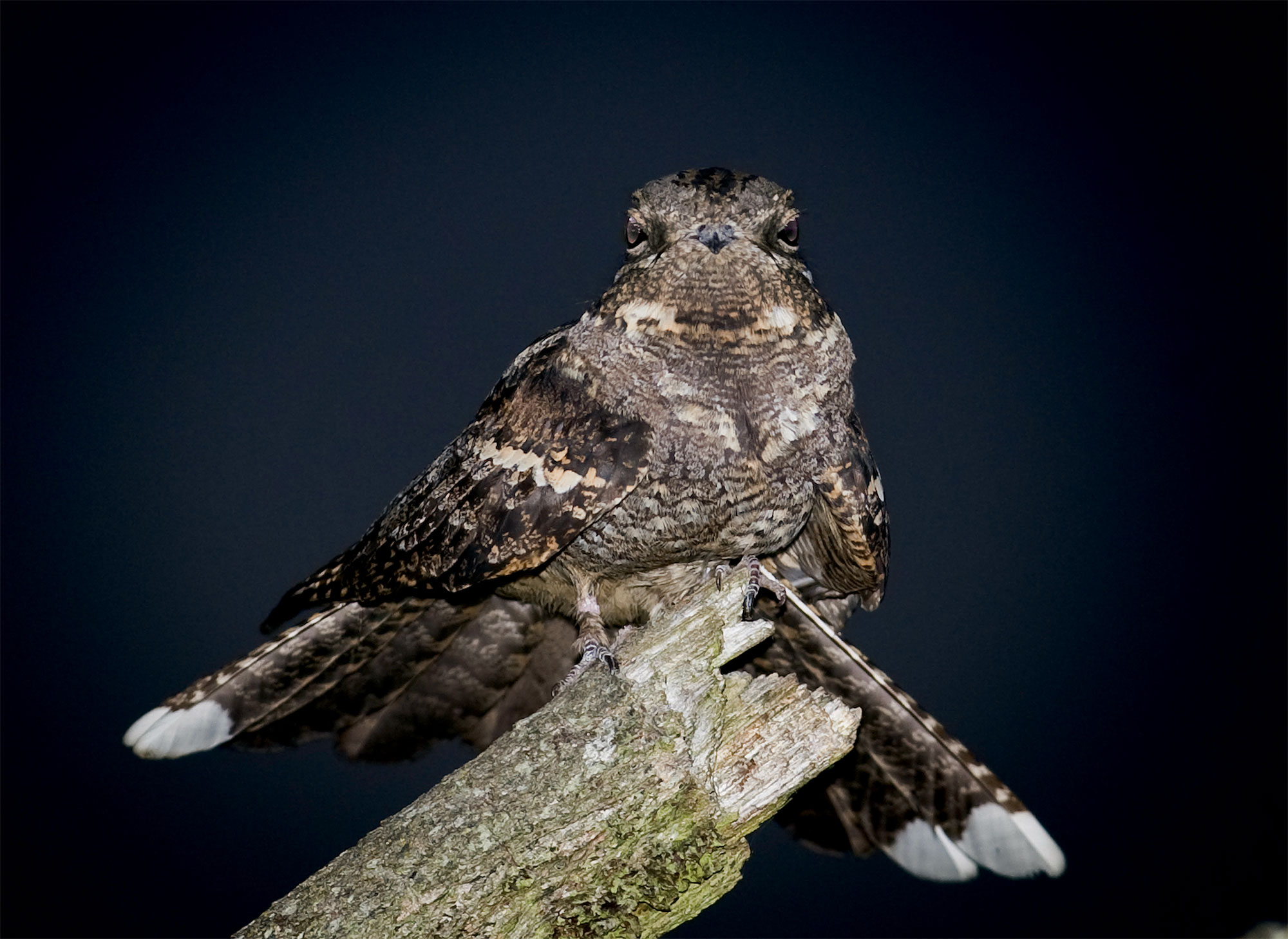 L'engoulevent, un oiseau friand de papillons de nuit
