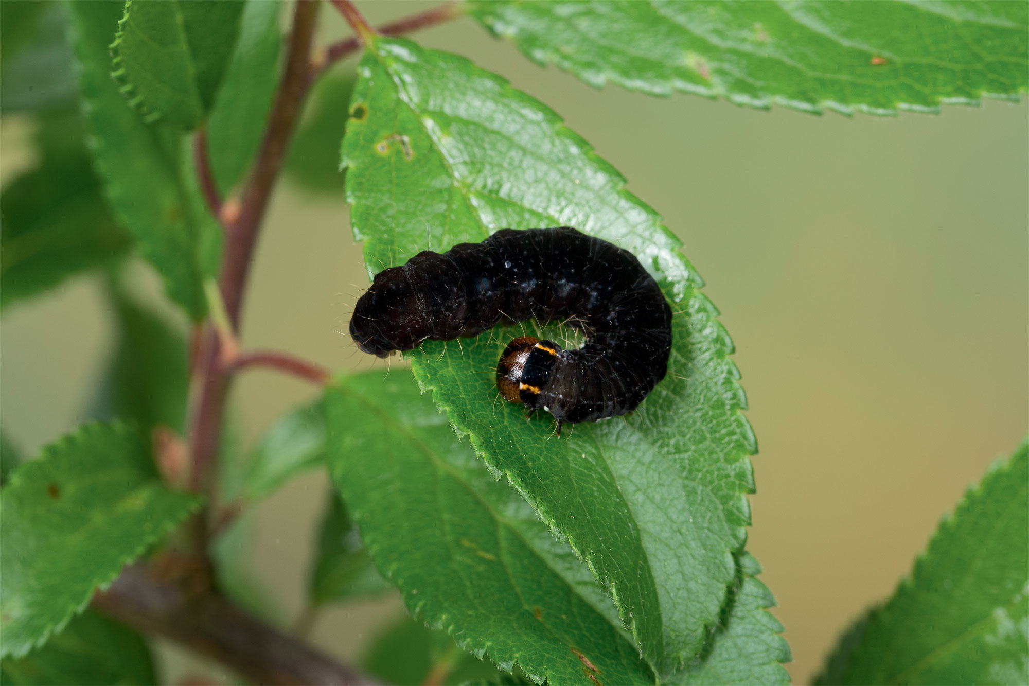 Chenille Satellite (Eupsilia transversa)