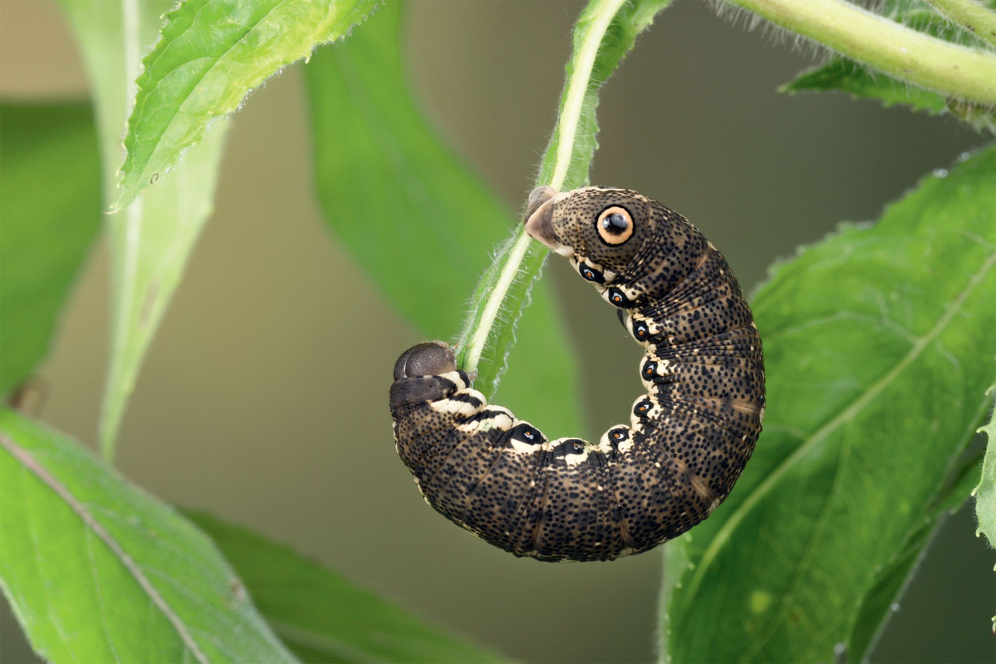 Chenille Sphinx de l’épilobe (Proserpinus proserpina)