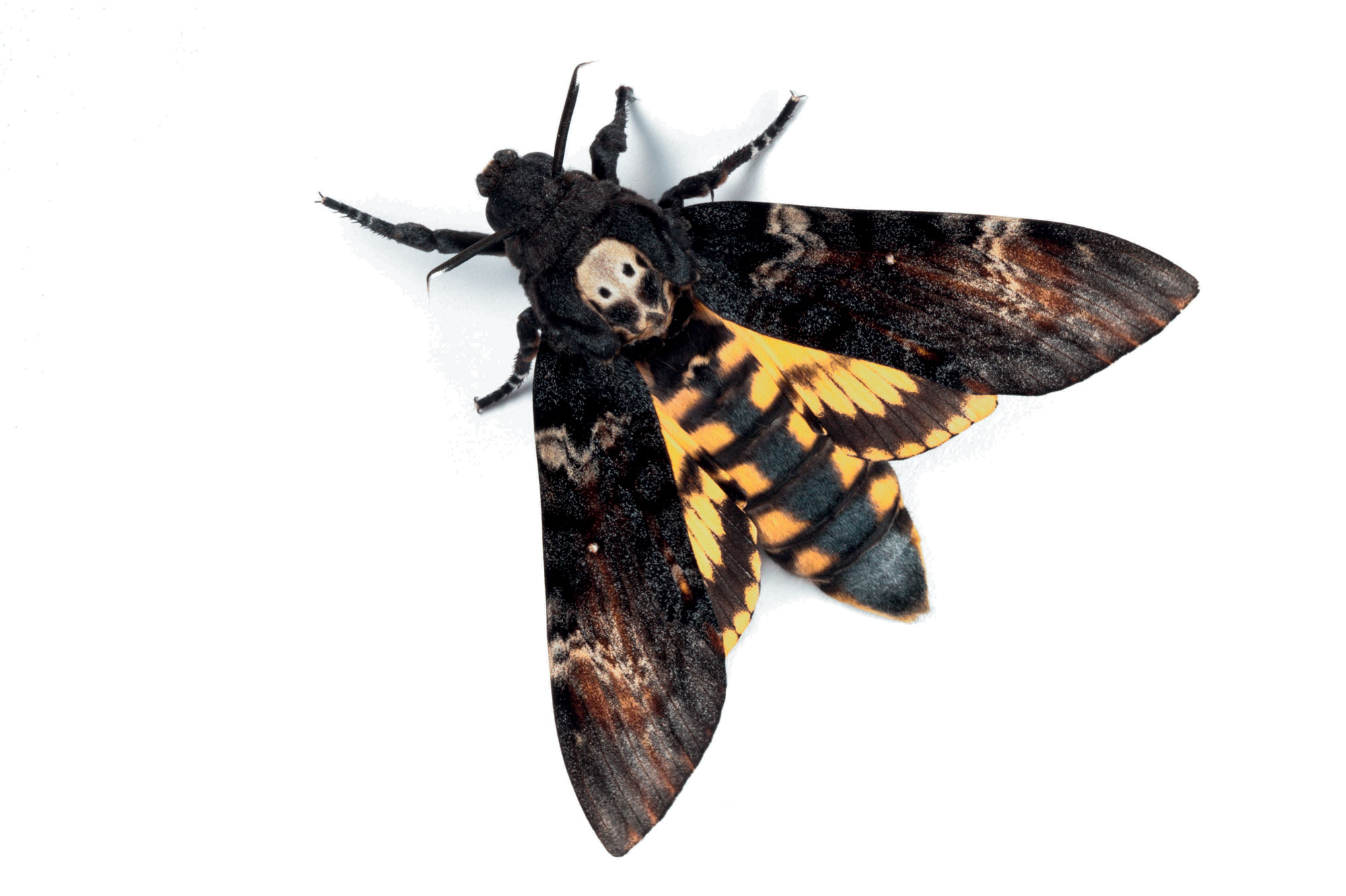 Sphinx tête de mort (Acherontia atropos)