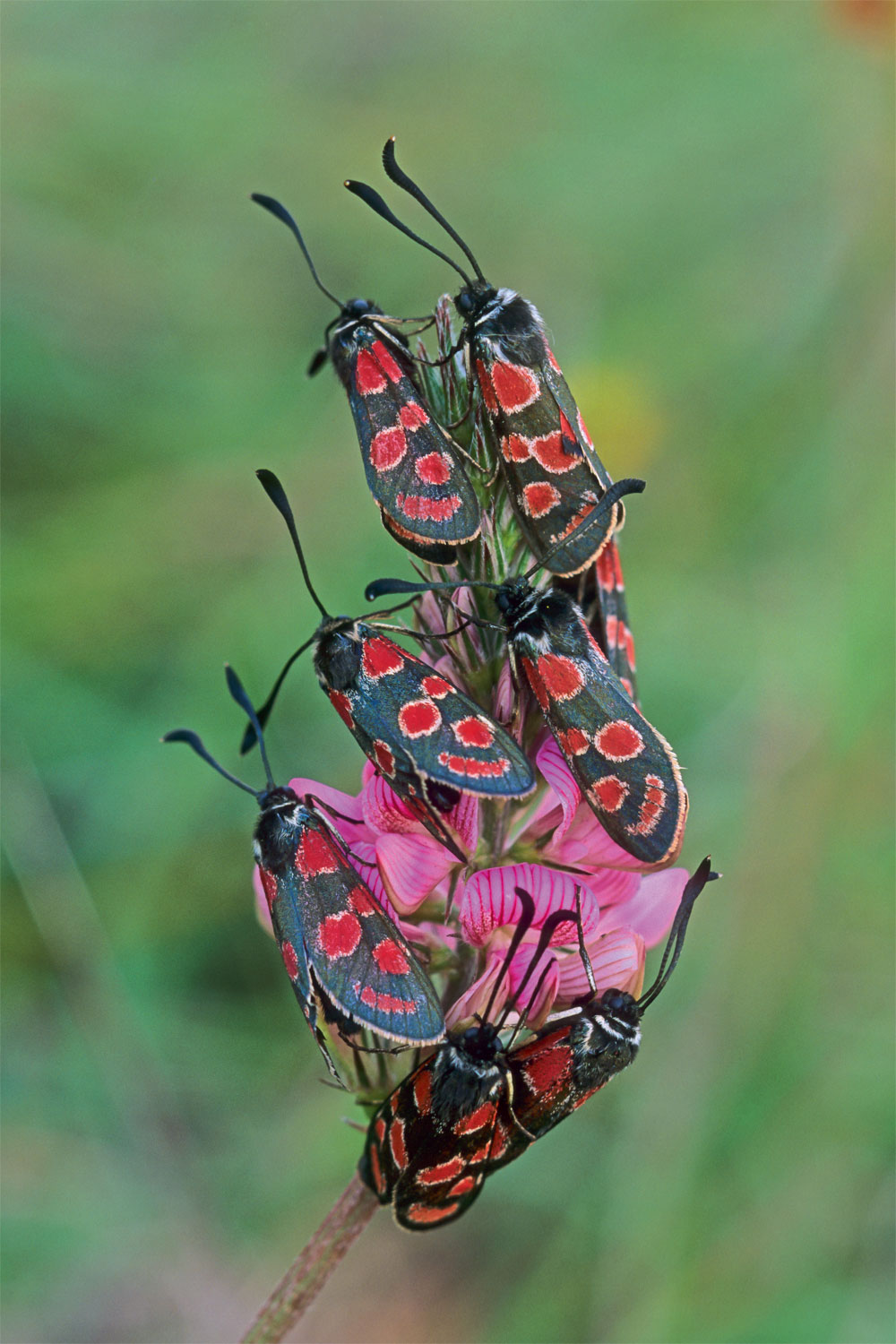 Zygènes du sainfoin (Zygaena carniolica)