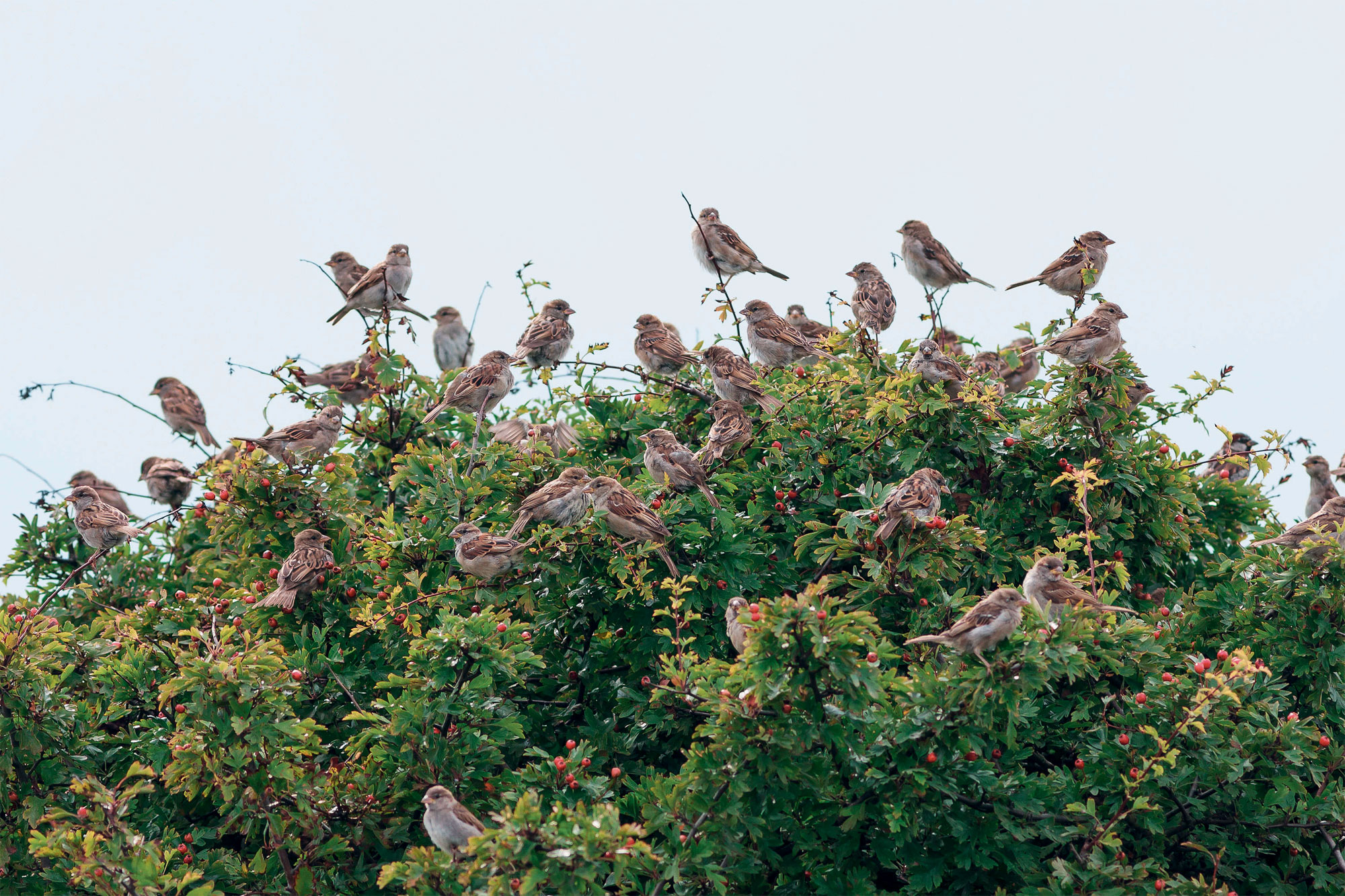 Offrez un logis de rêve aux moineaux dans votre jardin