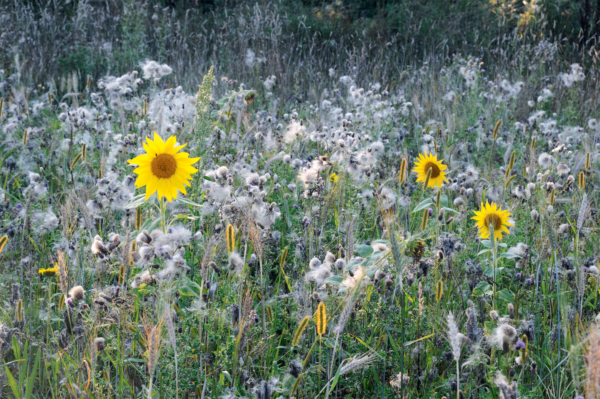 Offrez un logis de rêve aux moineaux dans votre jardin