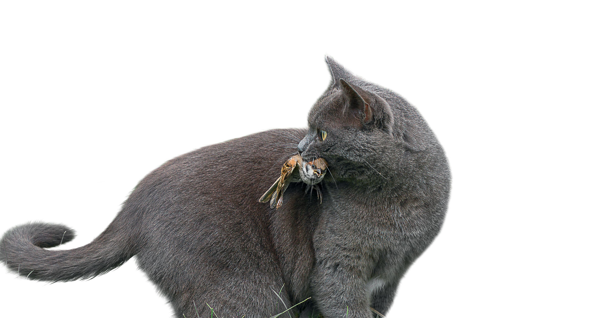 Offrez un logis de rêve aux moineaux dans votre jardin